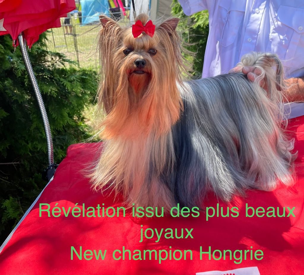 CH. Révélation Issu Des Plus Beaux Joyaux