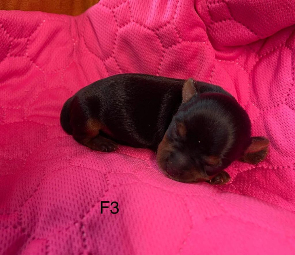 Issu Des Plus Beaux Joyaux - Chiot disponible  - Yorkshire Terrier