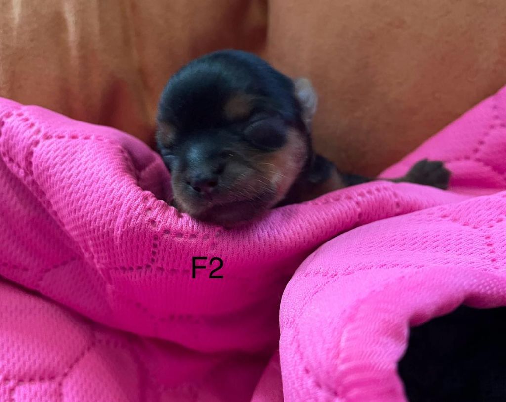 Issu Des Plus Beaux Joyaux - Chiot disponible  - Yorkshire Terrier