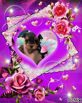 Issu Des Plus Beaux Joyaux - Yorkshire Terrier - Portée née le 26/03/2024