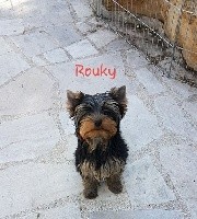 roucky