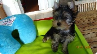 Issu Des Plus Beaux Joyaux - Yorkshire Terrier - Portée née le 21/10/2015