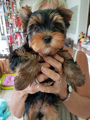 Issu Des Plus Beaux Joyaux - Yorkshire Terrier - Portée née le 08/08/2018