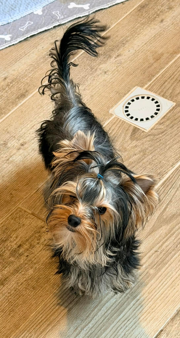 aphrodite Issu Des Plus Beaux Joyaux