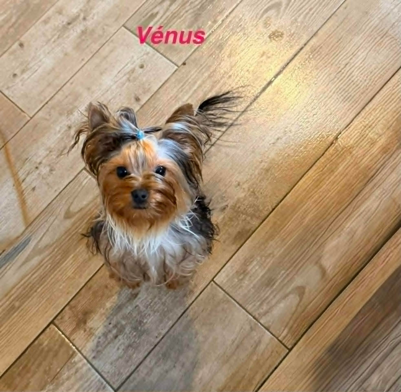 Issu Des Plus Beaux Joyaux - Très jolie femelle yorkshire pour compagnie