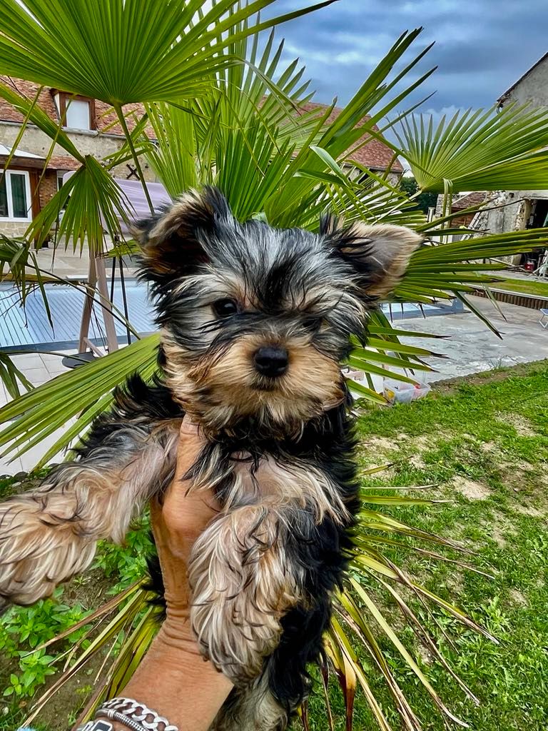 Issu Des Plus Beaux Joyaux - Chiots disponibles - Yorkshire Terrier