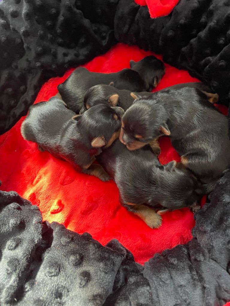 Issu Des Plus Beaux Joyaux - Chiots disponibles - Yorkshire Terrier