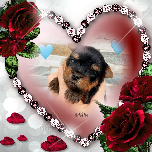 Issu Des Plus Beaux Joyaux - Chiots disponibles - Yorkshire Terrier