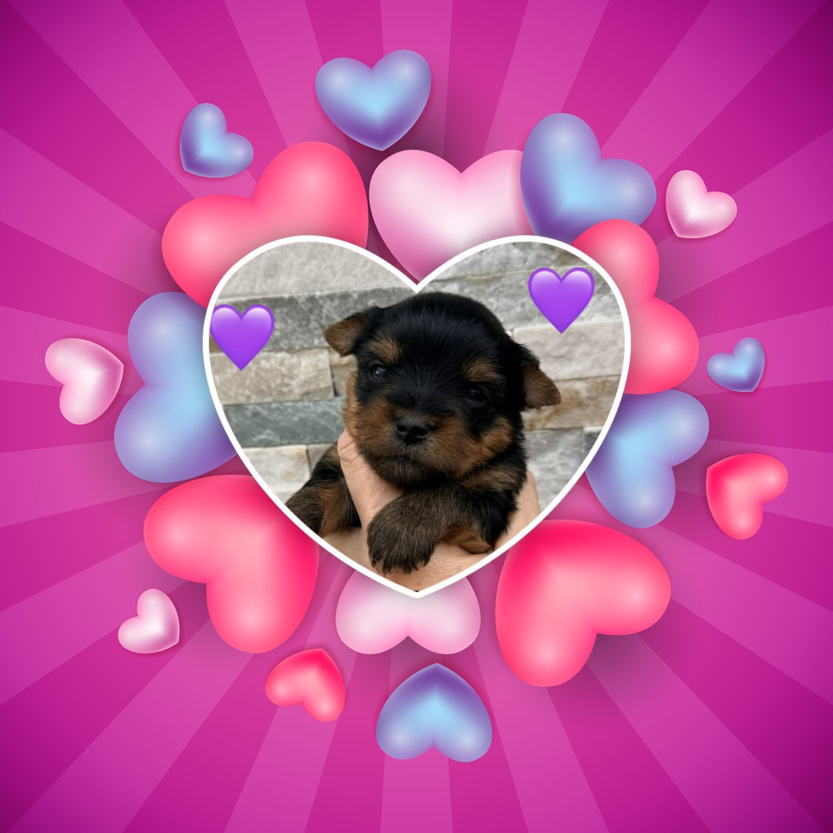 Issu Des Plus Beaux Joyaux - Chiots disponibles - Yorkshire Terrier