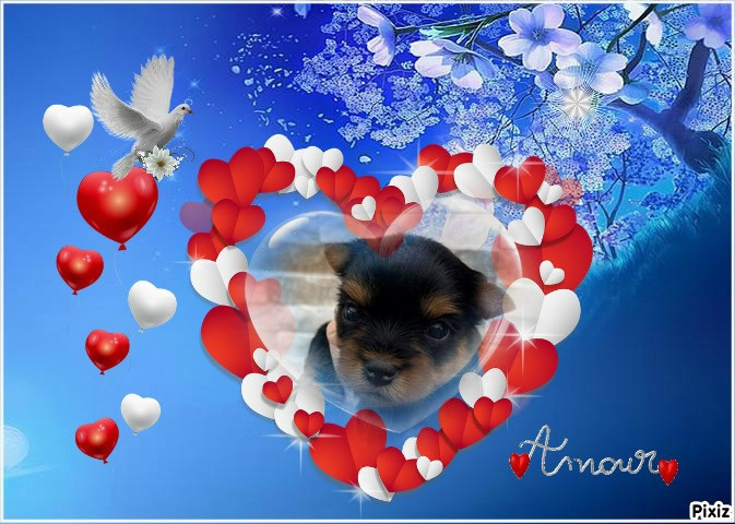 Issu Des Plus Beaux Joyaux - Chiots disponibles - Yorkshire Terrier