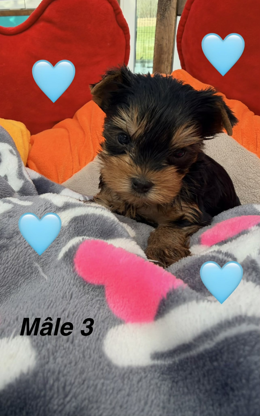 Issu Des Plus Beaux Joyaux - Chiots disponibles - Yorkshire Terrier