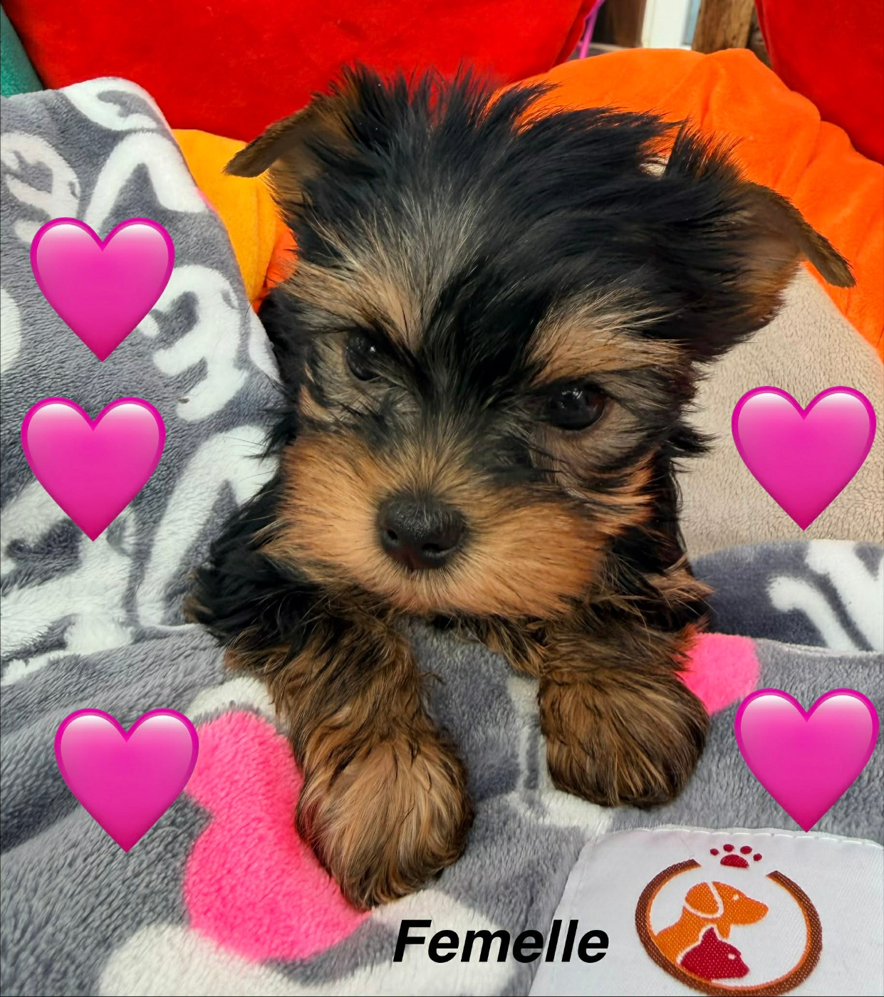 Issu Des Plus Beaux Joyaux - Chiots disponibles - Yorkshire Terrier