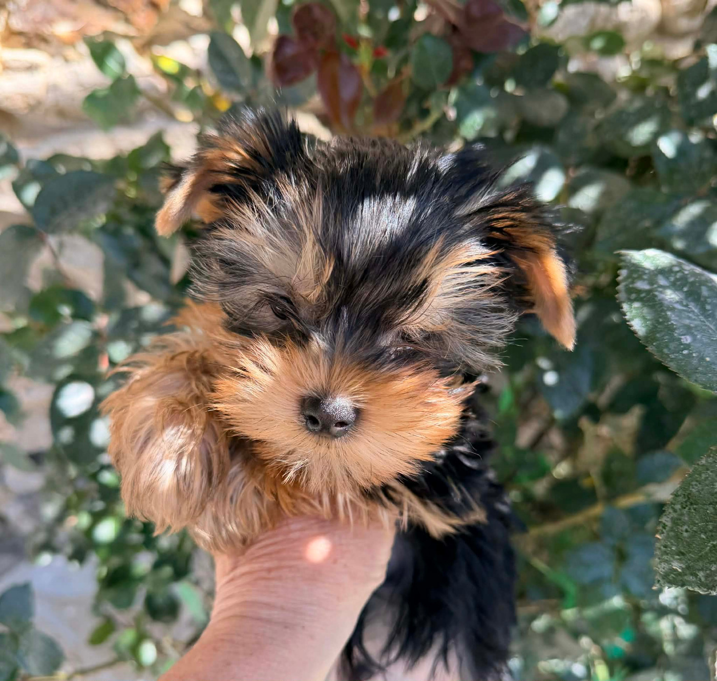 Issu Des Plus Beaux Joyaux - Chiots disponibles - Yorkshire Terrier