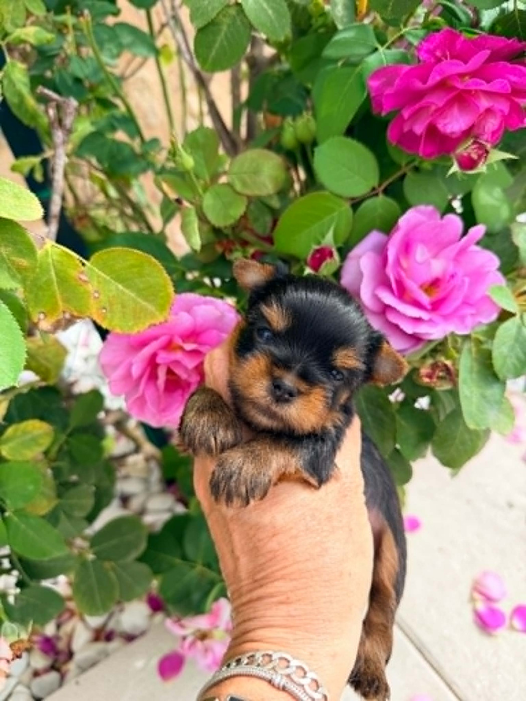 Issu Des Plus Beaux Joyaux - Chiots disponibles - Yorkshire Terrier