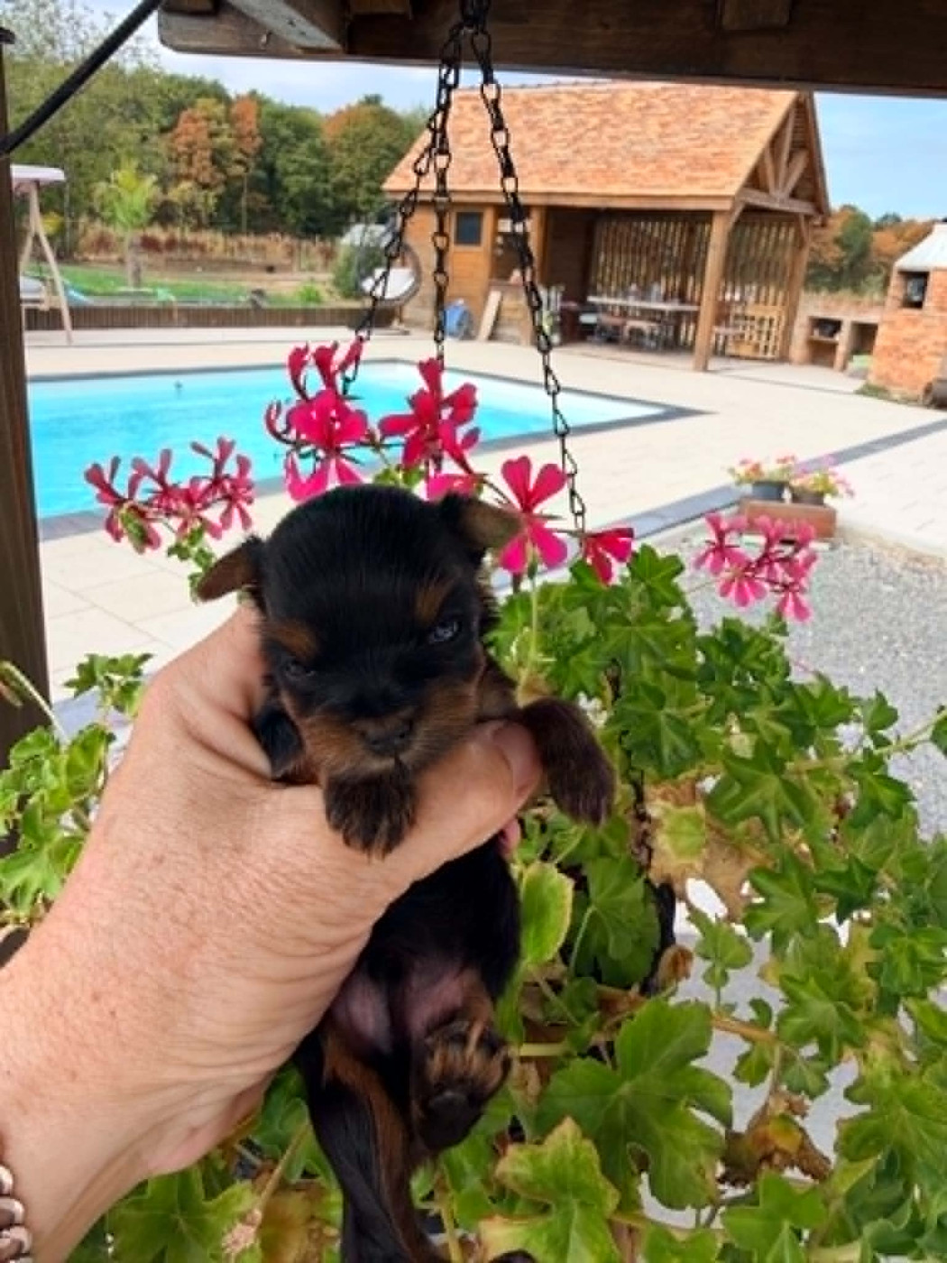 Issu Des Plus Beaux Joyaux - Chiots disponibles - Yorkshire Terrier