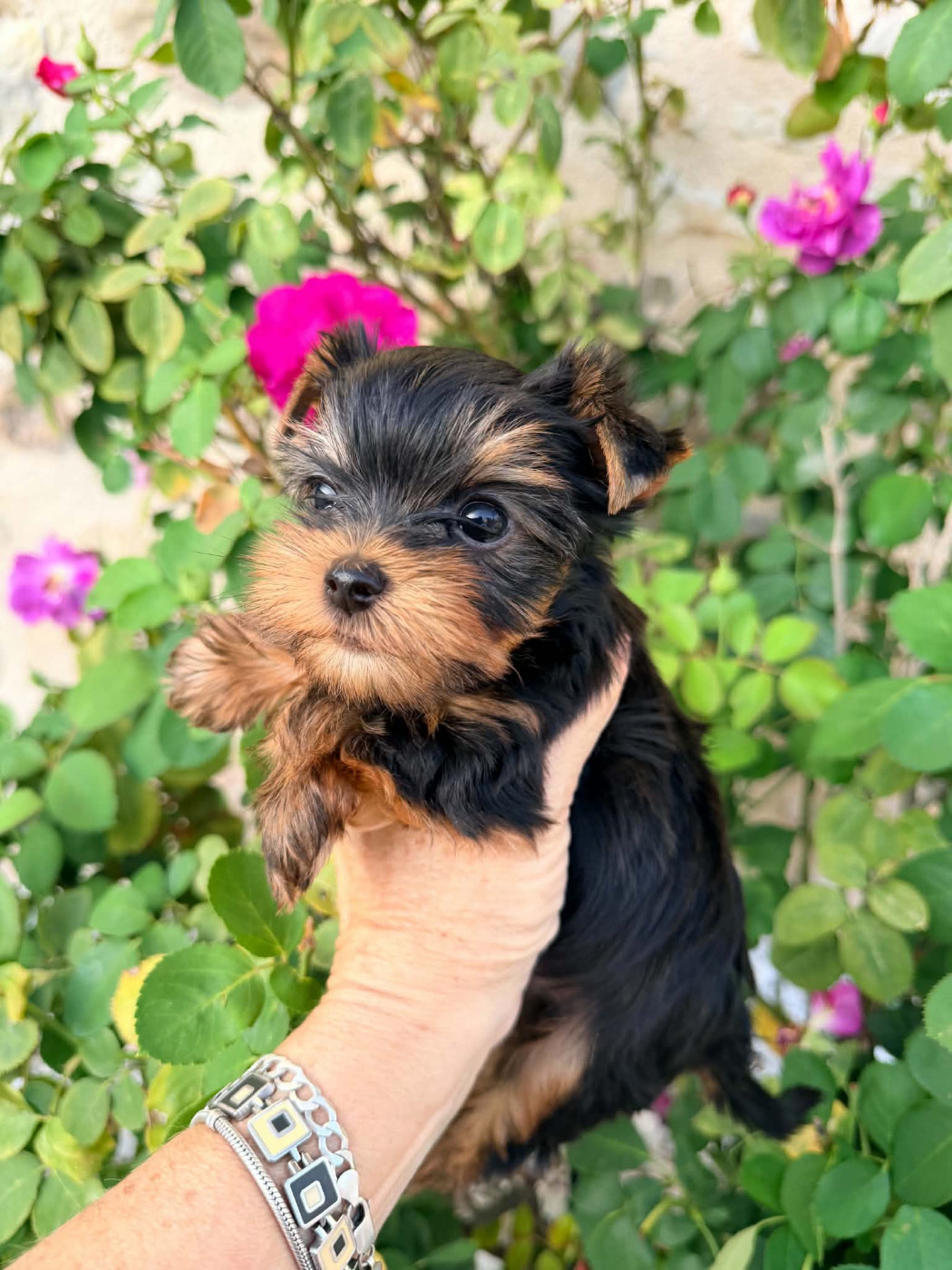 Issu Des Plus Beaux Joyaux - Chiots disponibles - Yorkshire Terrier