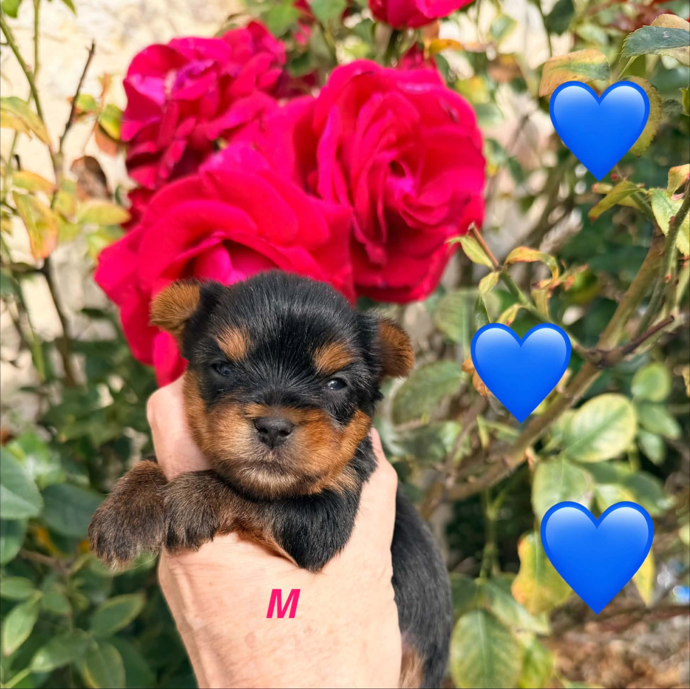 Issu Des Plus Beaux Joyaux - Chiots disponibles - Yorkshire Terrier
