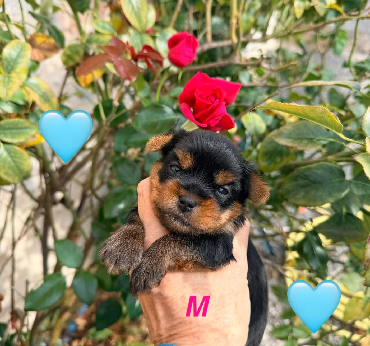 Issu Des Plus Beaux Joyaux - Chiots disponibles - Yorkshire Terrier