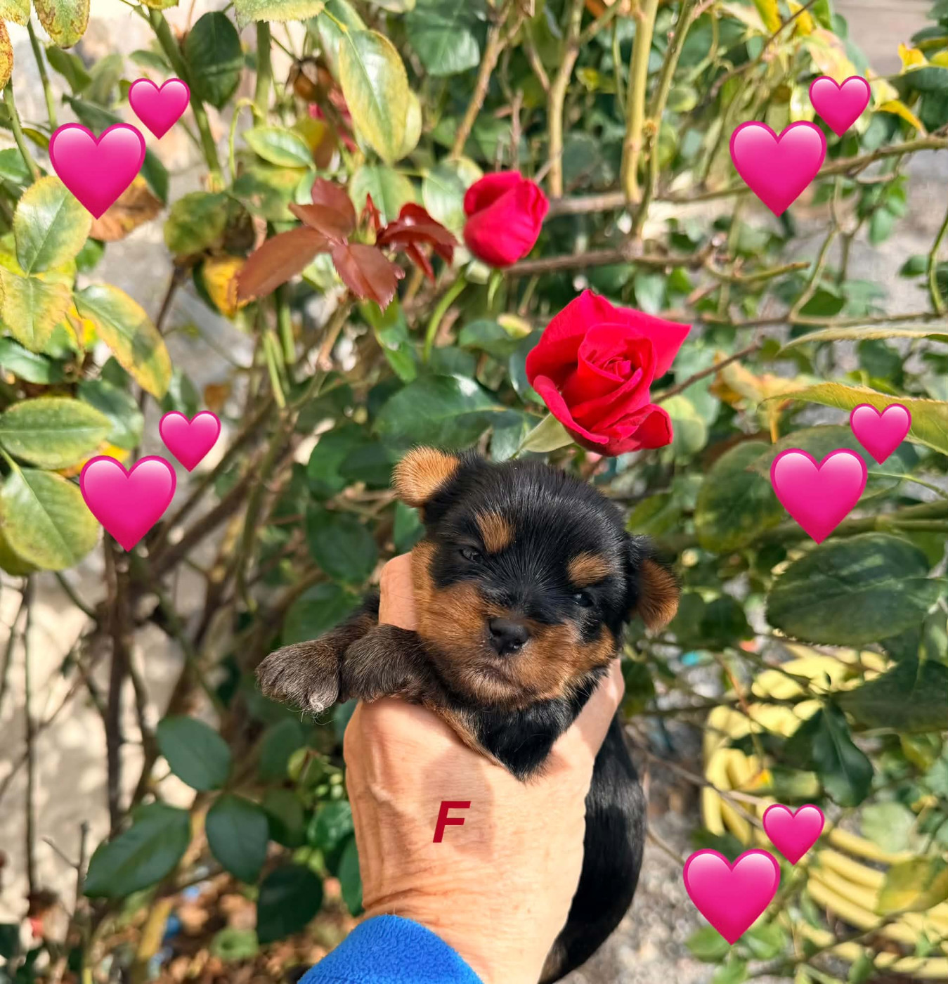 Issu Des Plus Beaux Joyaux - Chiots disponibles - Yorkshire Terrier