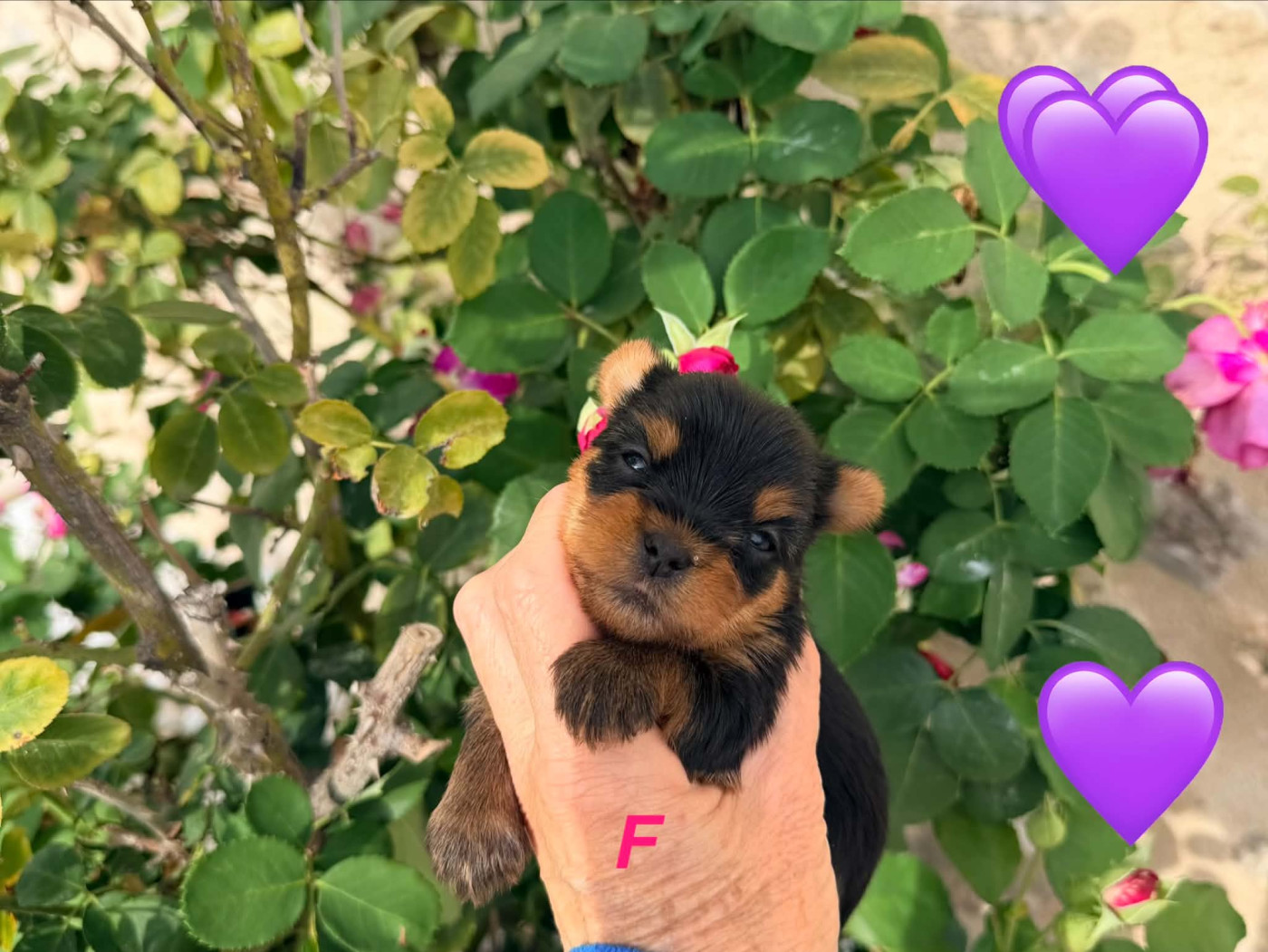 Issu Des Plus Beaux Joyaux - Chiots disponibles - Yorkshire Terrier