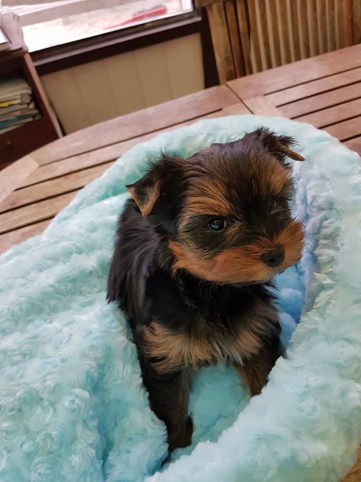 Issu Des Plus Beaux Joyaux - Yorkshire Terrier - Portée née le 05/09/2018