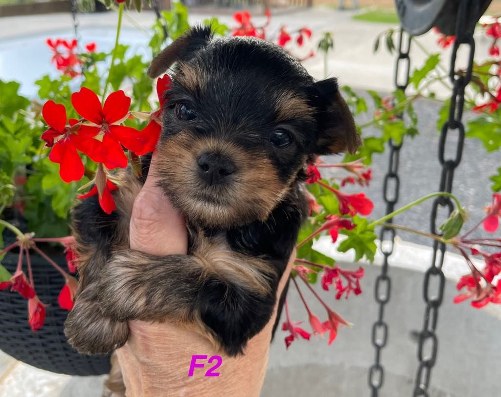 Issu Des Plus Beaux Joyaux - Chiots disponibles - Yorkshire Terrier