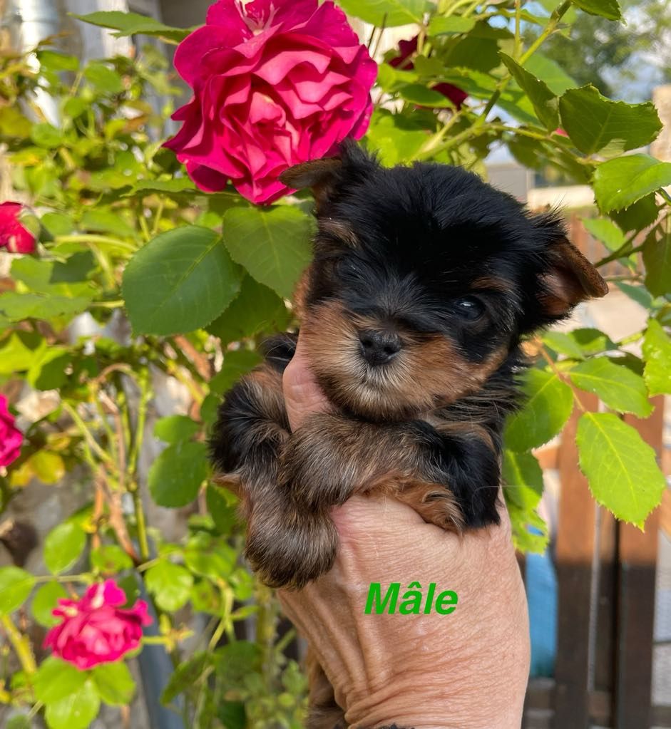 Issu Des Plus Beaux Joyaux - Chiots disponibles - Yorkshire Terrier