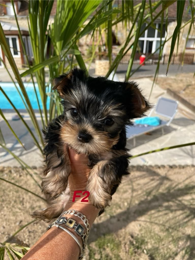 Issu Des Plus Beaux Joyaux - Chiots disponibles - Yorkshire Terrier
