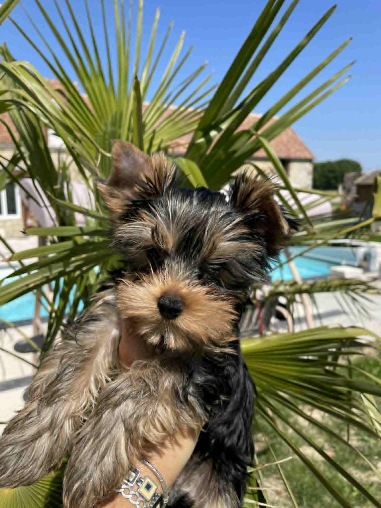 Issu Des Plus Beaux Joyaux - Chiots disponibles - Yorkshire Terrier