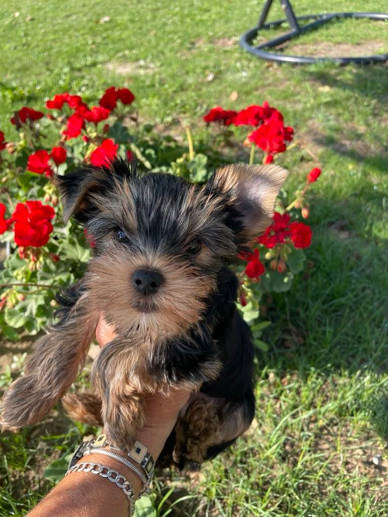 Issu Des Plus Beaux Joyaux - Chiots disponibles - Yorkshire Terrier