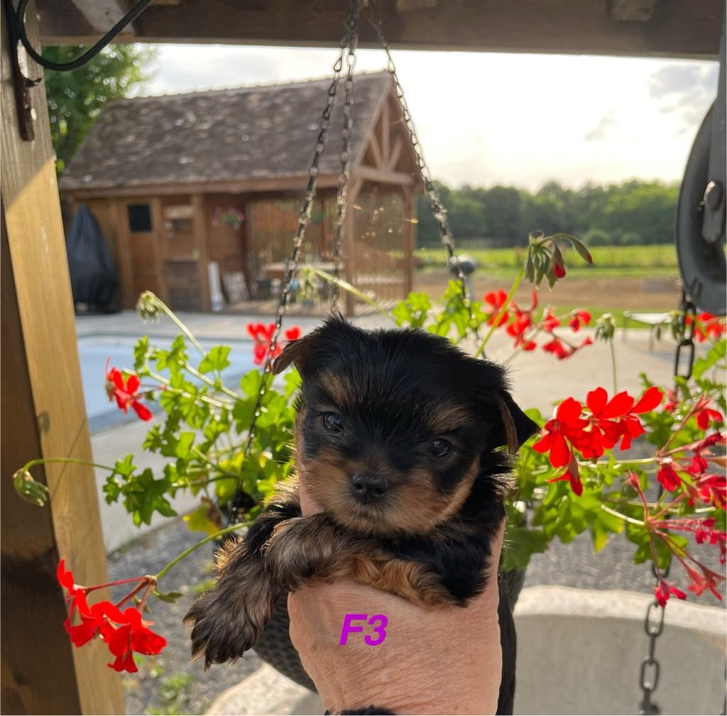 Issu Des Plus Beaux Joyaux - Chiots disponibles - Yorkshire Terrier