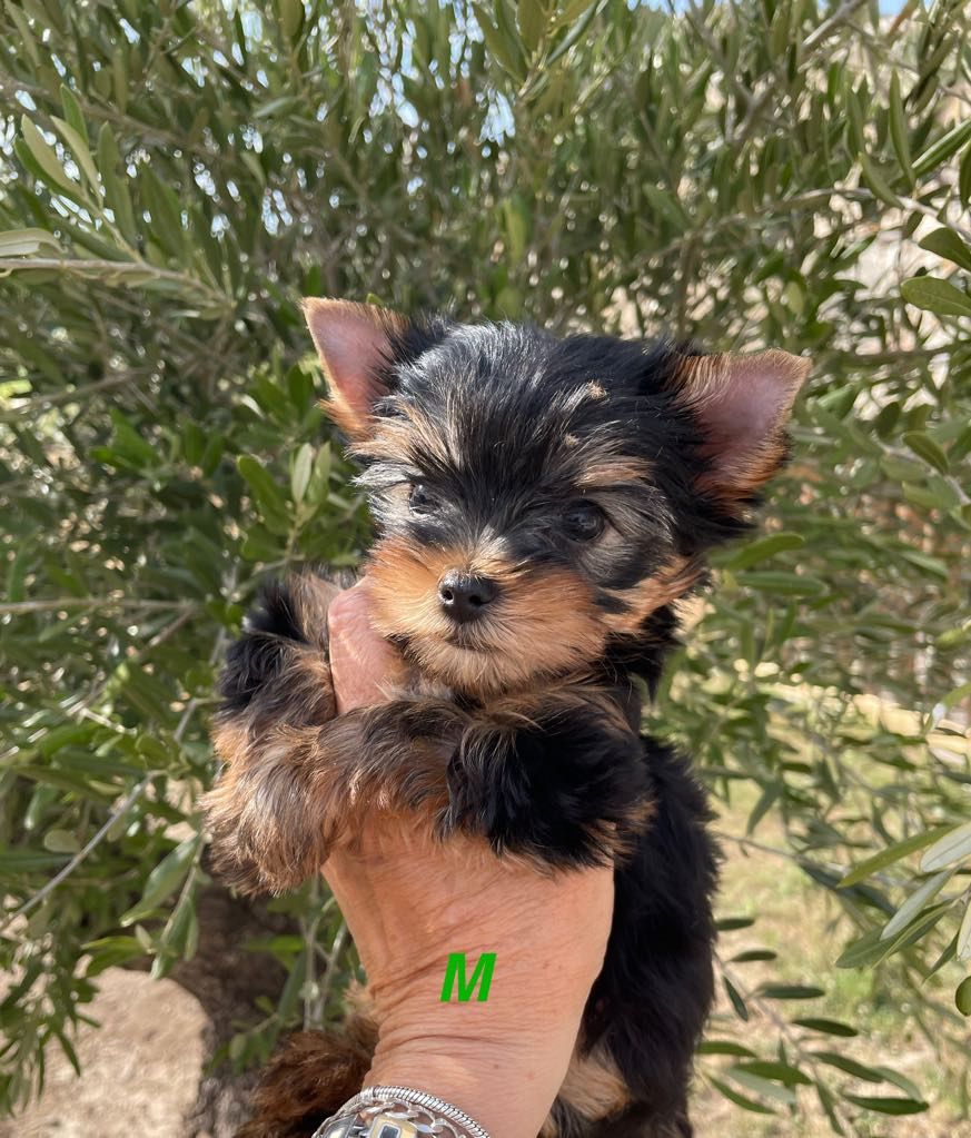 Issu Des Plus Beaux Joyaux - Chiots disponibles - Yorkshire Terrier