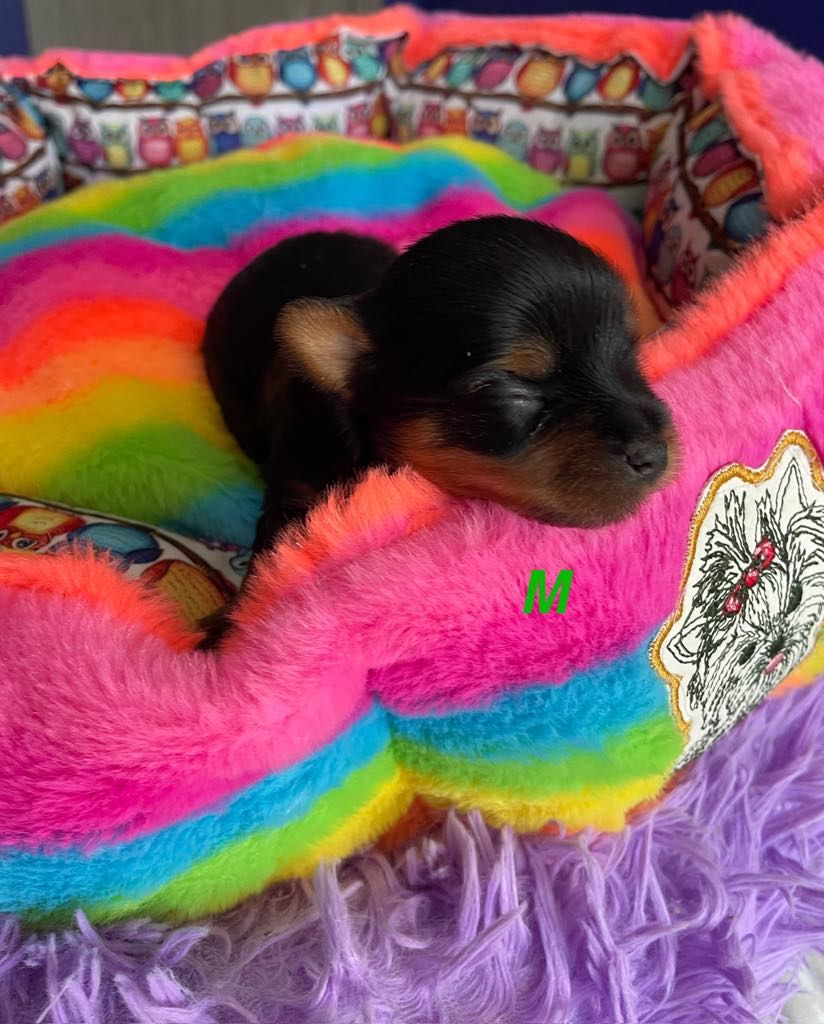 Issu Des Plus Beaux Joyaux - Chiots disponibles - Yorkshire Terrier