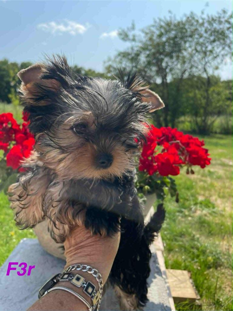 Issu Des Plus Beaux Joyaux - Chiots disponibles - Yorkshire Terrier