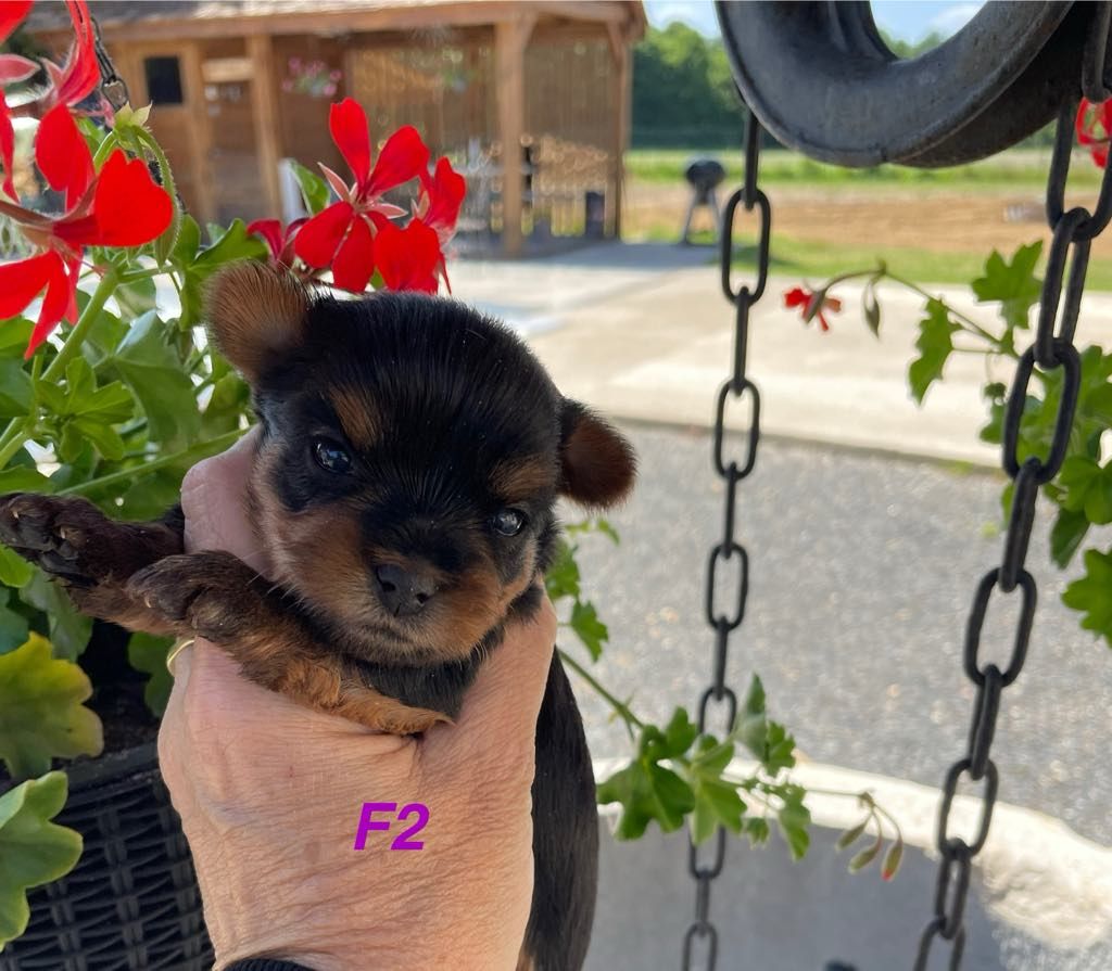 Issu Des Plus Beaux Joyaux - Chiots disponibles - Yorkshire Terrier