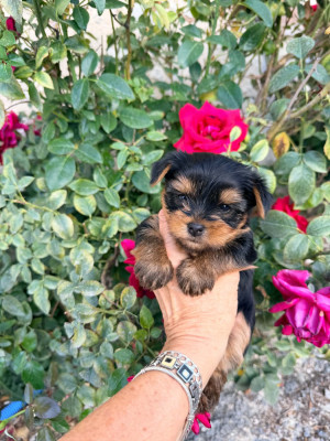 Chiot N°1