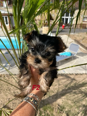 CHIOT 3