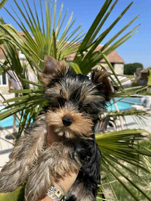 CHIOT 1