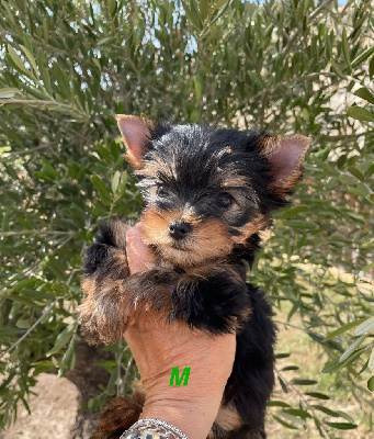 CHIOT 1