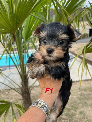 CHIOT 2