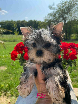 CHIOT 2
