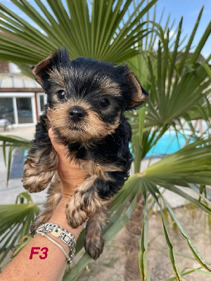 CHIOT 4