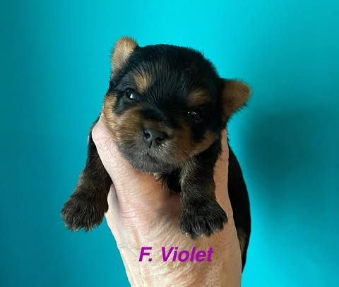 Issu Des Plus Beaux Joyaux - Chiots disponibles - Yorkshire Terrier