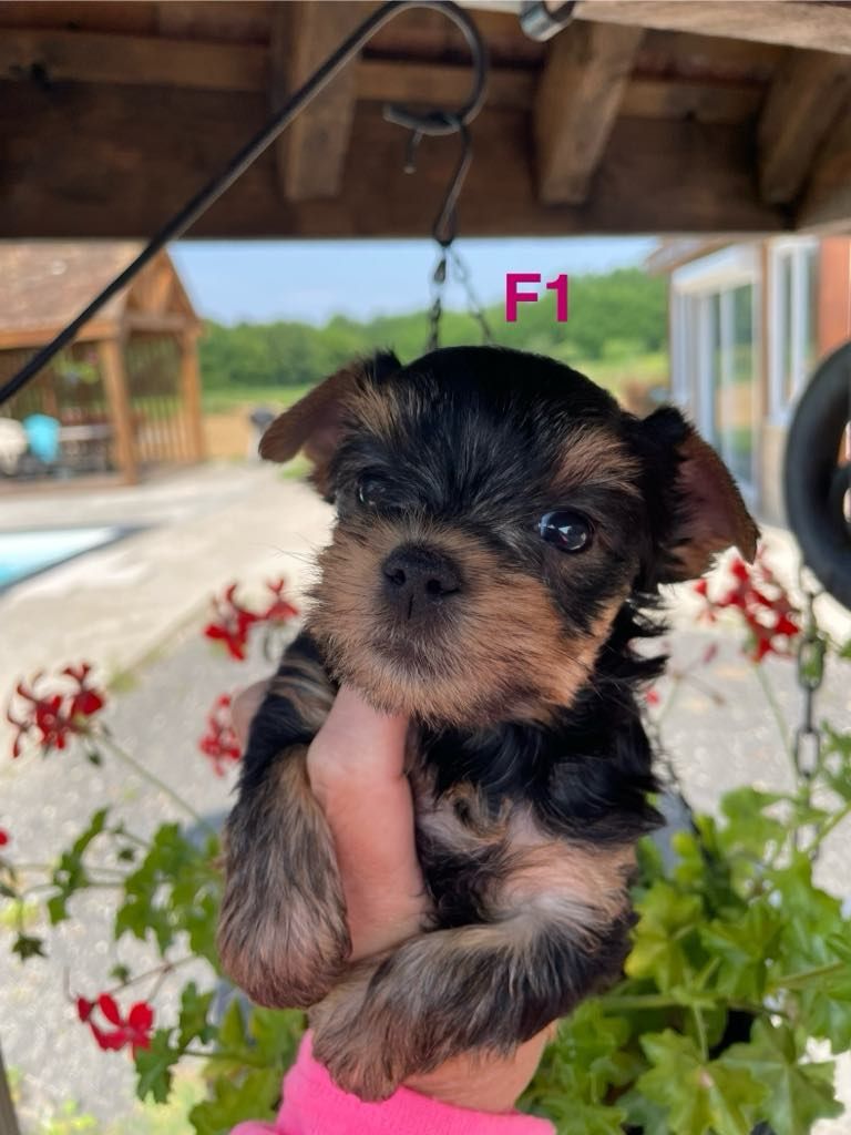 Issu Des Plus Beaux Joyaux - Chiots disponibles - Yorkshire Terrier
