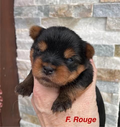 Issu Des Plus Beaux Joyaux - Chiots disponibles - Yorkshire Terrier