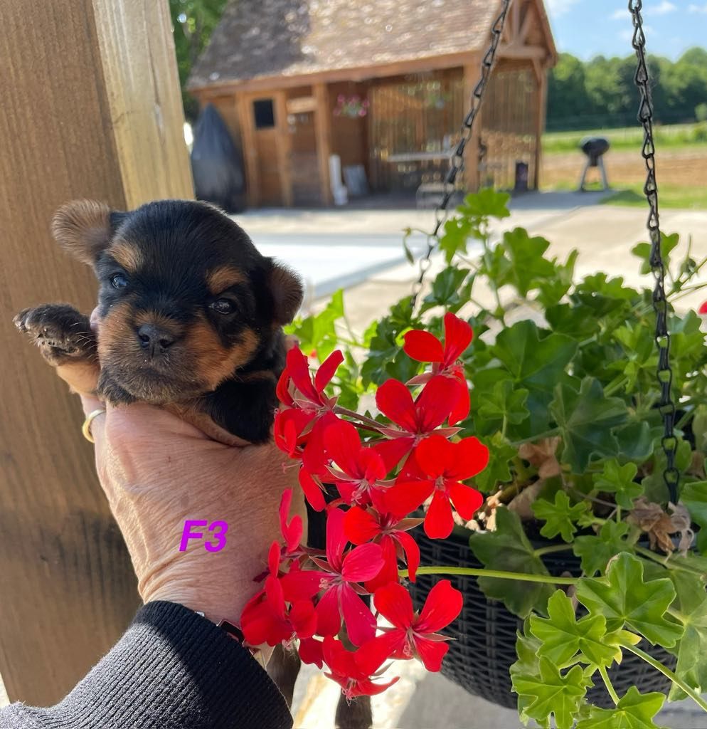 Issu Des Plus Beaux Joyaux - Chiots disponibles - Yorkshire Terrier