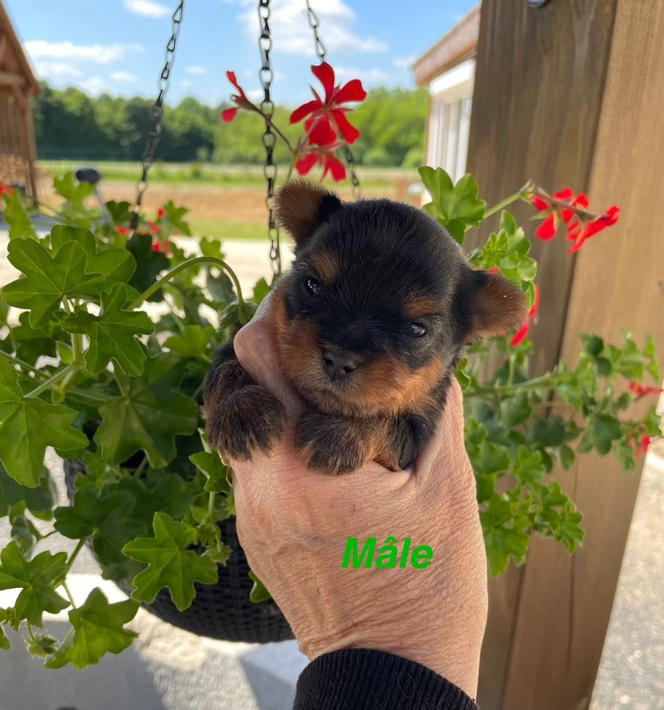 Issu Des Plus Beaux Joyaux - Chiots disponibles - Yorkshire Terrier