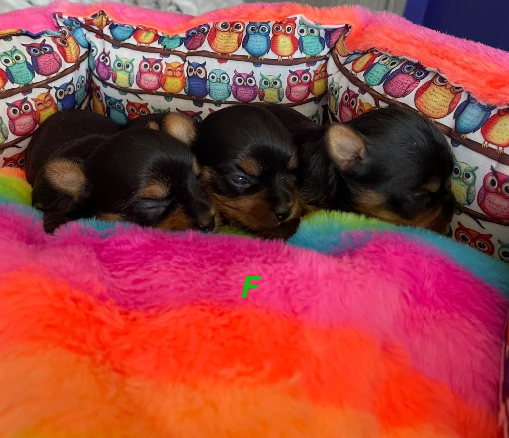 Issu Des Plus Beaux Joyaux - Chiots disponibles - Yorkshire Terrier