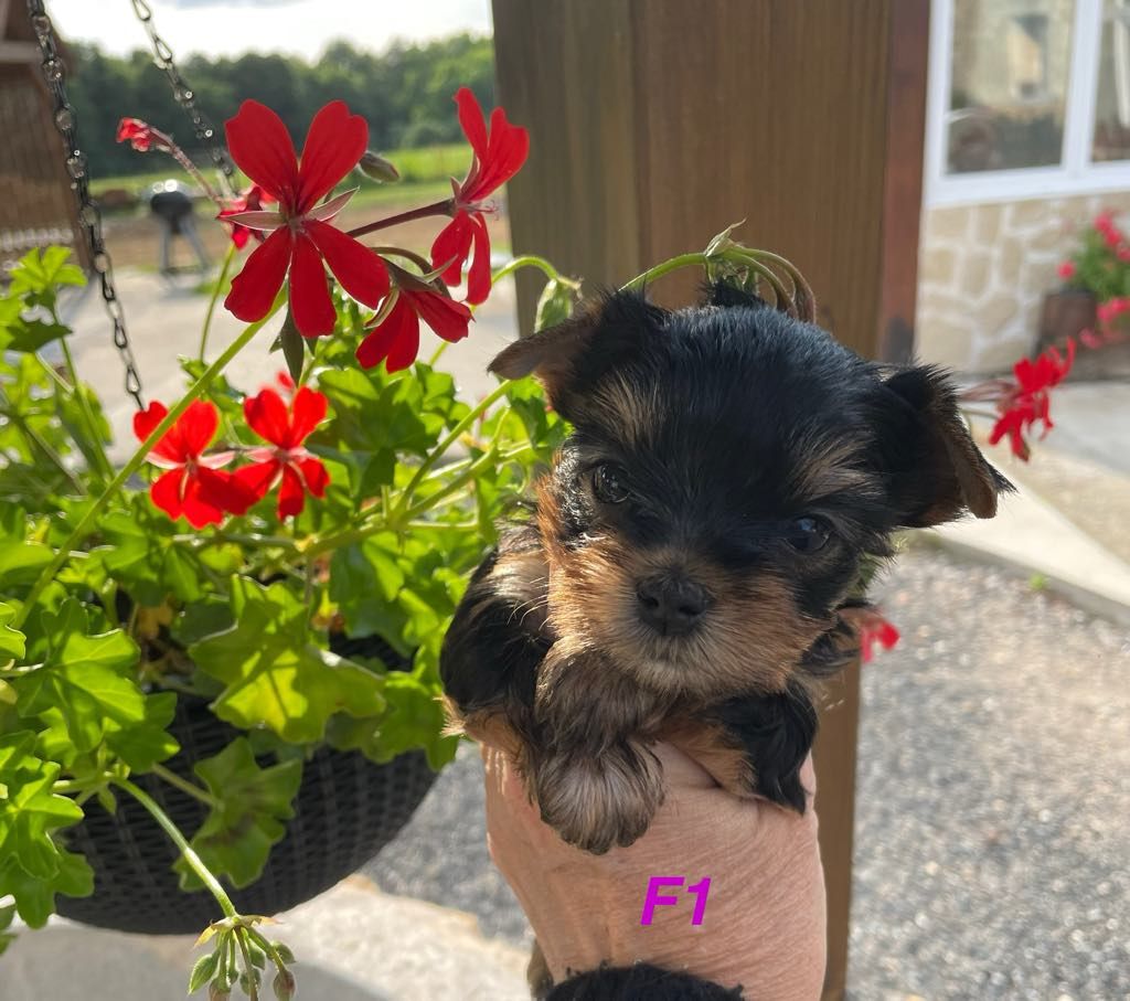 Issu Des Plus Beaux Joyaux - Chiots disponibles - Yorkshire Terrier