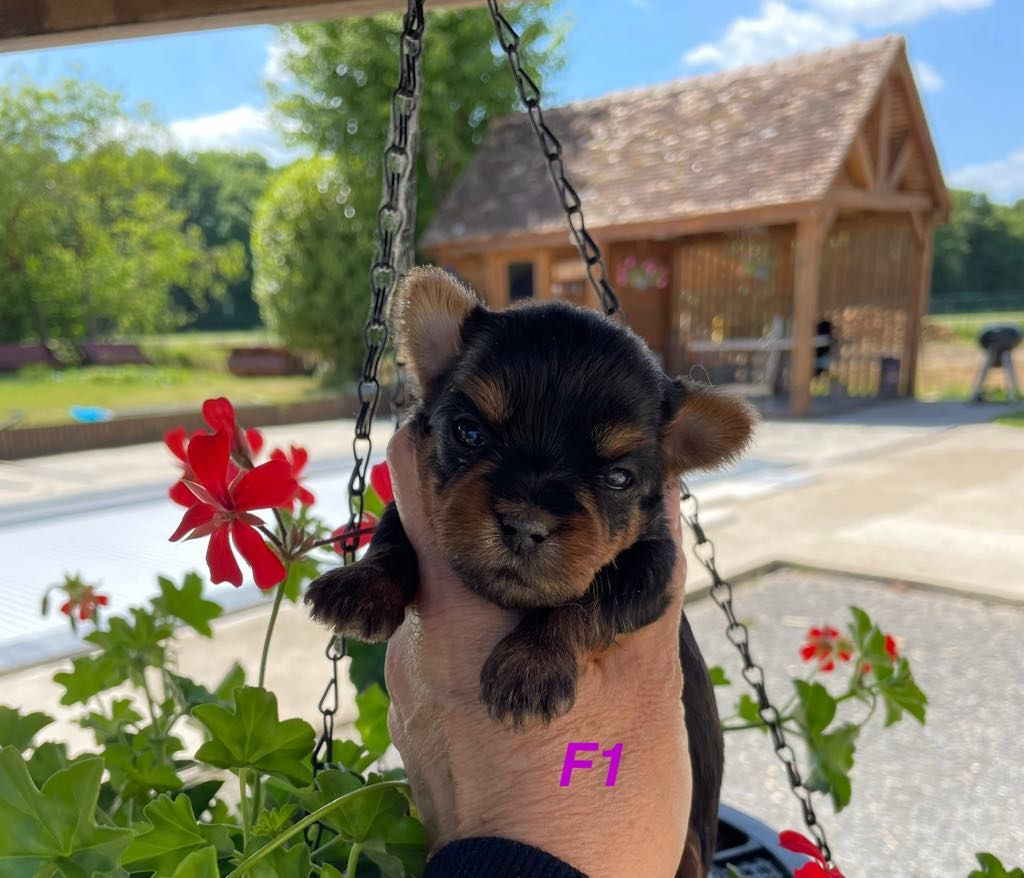 Issu Des Plus Beaux Joyaux - Chiots disponibles - Yorkshire Terrier